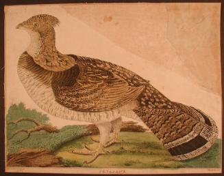 Pheasant.