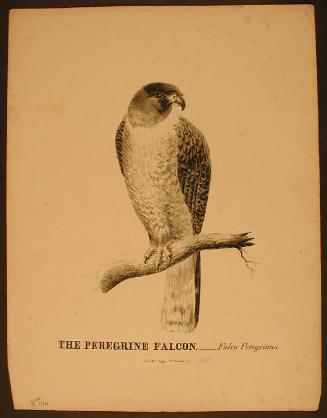 The Peregrine Falcon.