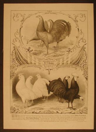 Portraits of Fowls in the Yards of S. J. Bestor, a Fancier in Hartford, Ct. From Life, July 1st. 1863.