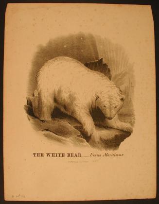 The White Bear.