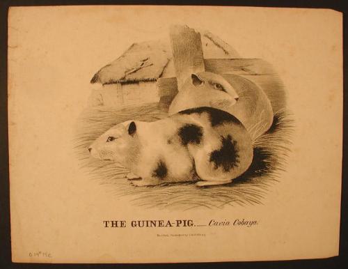 The Guinea-Pig.