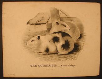 The Guinea-Pig.