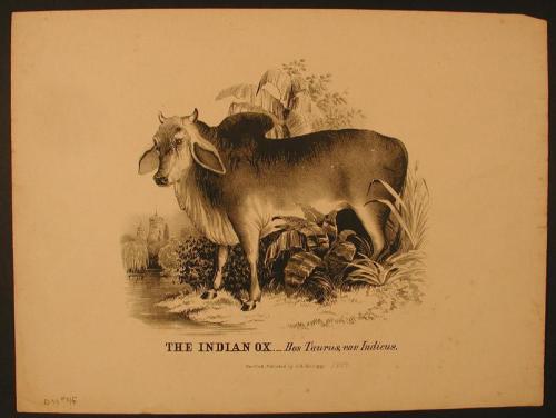 The Indian Ox.