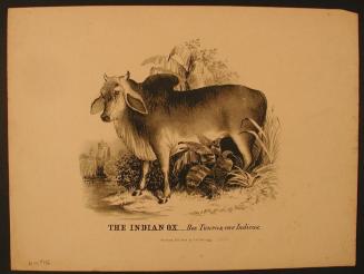 The Indian Ox.