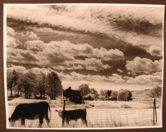 Cows in a Field, Farmington