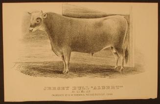 Jersey Bull "Albert"