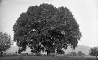 Gift of Margaret G. Giles 2015.87.204 © 2016 The Connecticut Historical Society