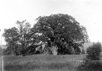 Gift of Margaret G. Giles 2015.87.654 © 2016 The Connecticut Historical Society.