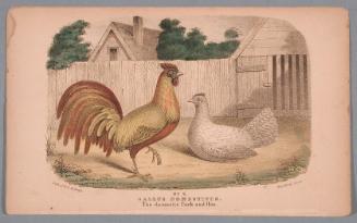 No. 2. Gallus Domesticus.