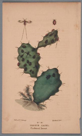 No. 10. Coccus Cacti.