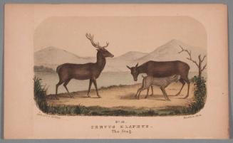 No. 16. Cervus Elaphus.