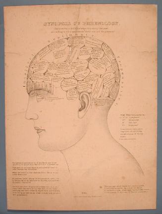 Synopsis of Phrenology.