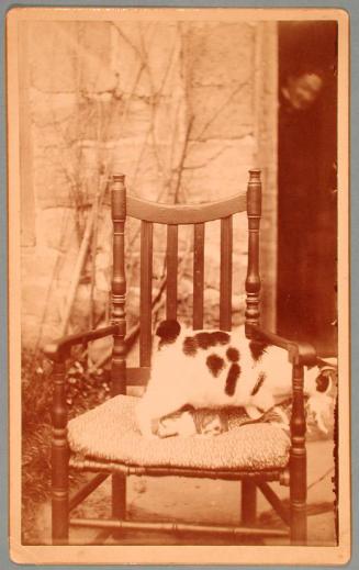 Elmira Curtis' Chair with Cat and Kittens