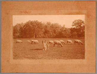 Dog and Sheep at Keney Park, Hartford