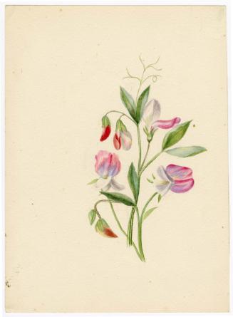 Gift of Jessie Norton-Lazenby, 2021.44.496, Connecticut Historical Society, No Known Copyright