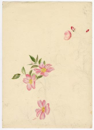 Gift of Jessie Norton-Lazenby, 2021.44.509, Connecticut Historical Society, No Known Copyright