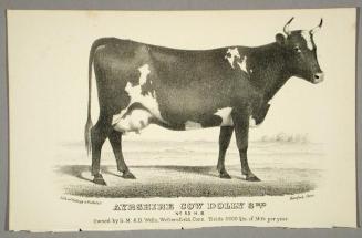 Ayrshire Cow Dolly 3rd.
