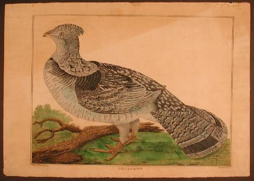 Pheasant.