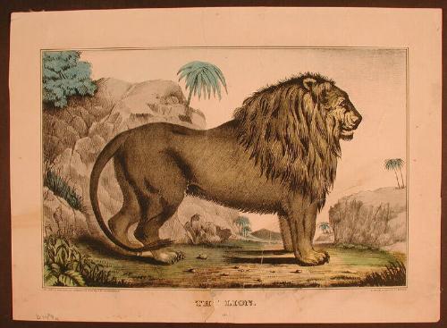 The Lion.