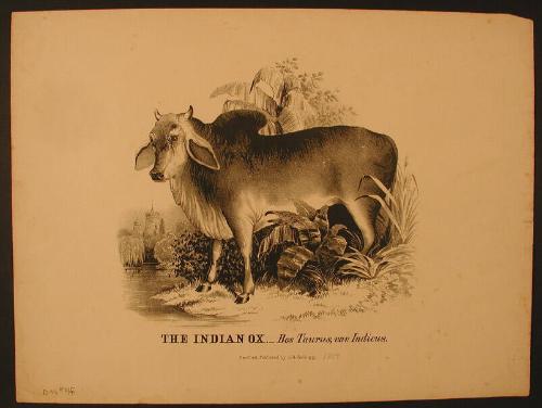 The Indian Ox.