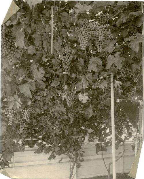 Gift of the Rosalie Thorne McKenna Foundation, 2011.344.983  © 2012 The Connecticut Historical …