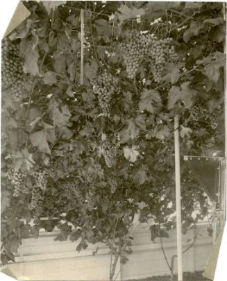 Gift of the Rosalie Thorne McKenna Foundation, 2011.344.983  © 2012 The Connecticut Historical …