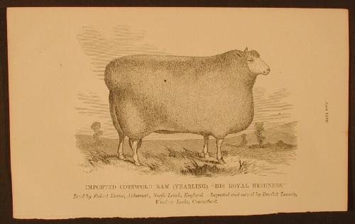 Imported Cotswold Ram (Yearling) "His Royal Highness"