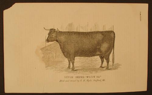 Devonshire Heifer "Fairy 9th"
