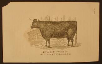 Devonshire Heifer "Fairy 9th"