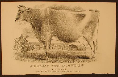 Jersey Cow Pansy 6th