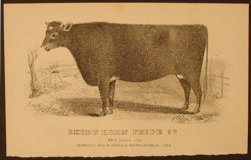 Short Horn Pride 2d