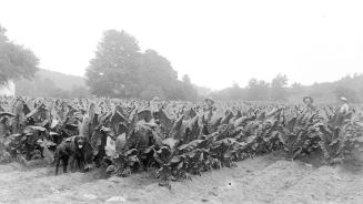 Gift of Margaret G. Giles 2015.87.893 © 2016 The Connecticut Historical Society.