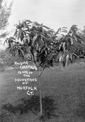 Gift of Margaret G. Giles 2015.87.1197 © 2016 The Connecticut Historical Society.