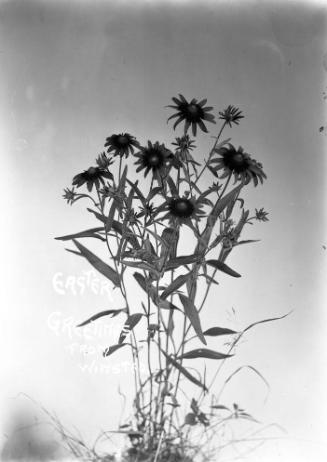 Gift of Margaret G. Giles 2015.87.2321 © 2016 The Connecticut Historical Society.
