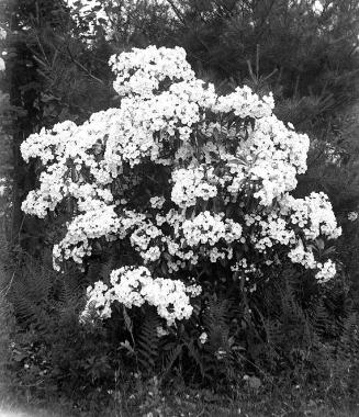 Gift of Margaret G. Giles 2015.87.2873 © 2016 The Connecticut Historical Society.