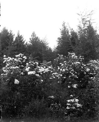 Gift of Margaret G. Giles 2015.87.3292 © 2016 The Connecticut Historical Society.