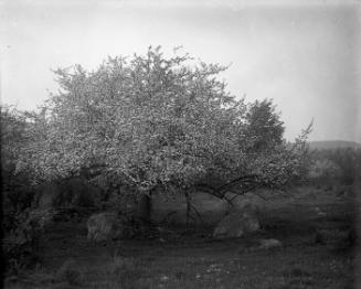 Gift of Margaret G. Giles 2015.87.3303 © 2016 The Connecticut Historical Society.