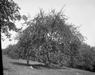 Gift of Margaret G. Giles 2015.87.3307 © 2016 The Connecticut Historical Society.
