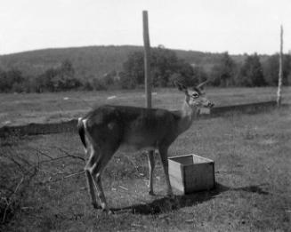 Gift of Margaret G. Giles 2015.87.4317 © 2016 The Connecticut Historical Society.