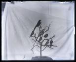 Gift of Margaret G. Giles 2015.87.4335 © 2016 The Connecticut Historical Society.