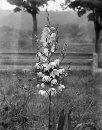 Gift of Margaret G. Giles 2015.87.4367 © 2016 The Connecticut Historical Society.