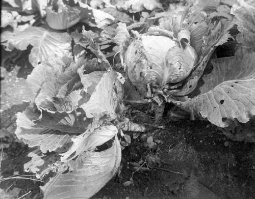 Gift of Margaret G. Giles 2015.87.4380 © 2016 The Connecticut Historical Society.