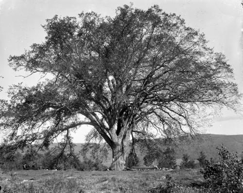 Gift of Margaret G. Giles 2015.87.4446 © 2016 The Connecticut Historical Society.