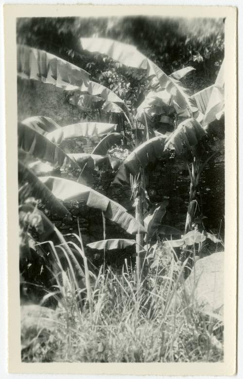The Newman S. Hungerford Museum Fund, 2001.22.164, the Connecticut Historical Society.