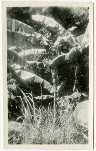 The Newman S. Hungerford Museum Fund, 2001.22.164, the Connecticut Historical Society.