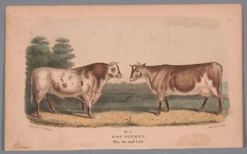 No. 3. Bos Taurus.