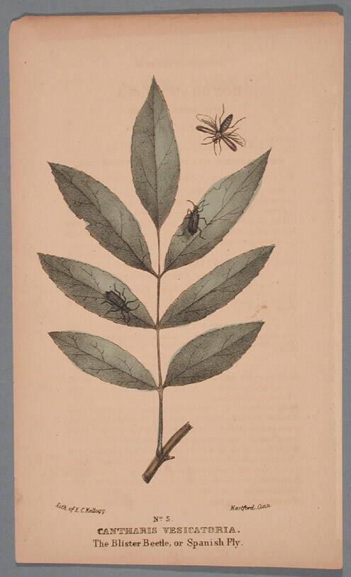 No. 5. Cantharis Vesicatoria.