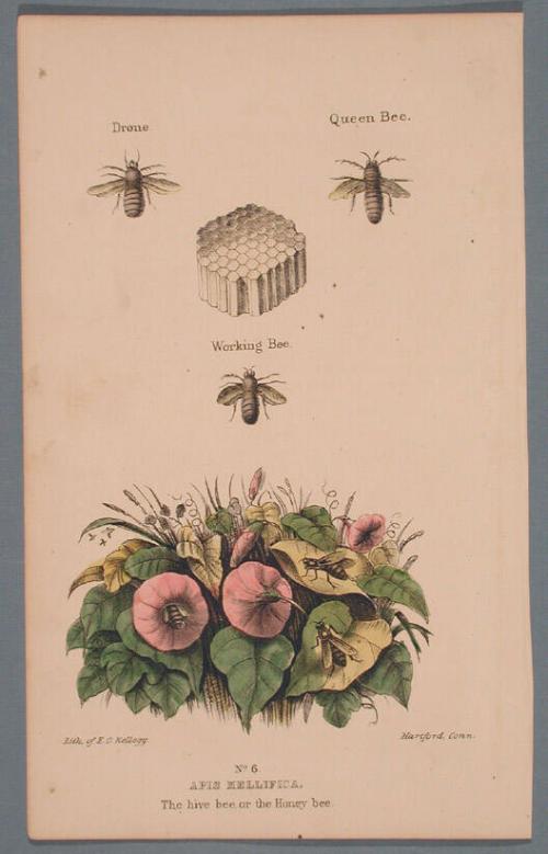 No. 6. Apis Mellifica.
