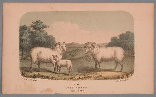 No. 13. Ovis Aries.