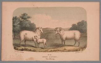 No. 13. Ovis Aries.
